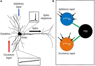 Frontiers | SAM: A Unified Self-Adaptive Multicompartmental 